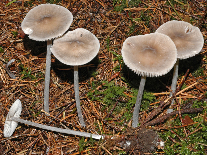 Mycena polygramma