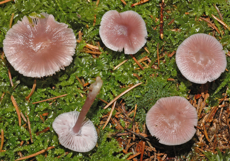 Mycena pura