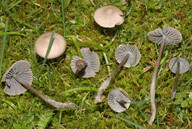 Mycena aetites