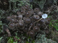 Mycena inclinata