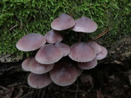 Mycena haematopus