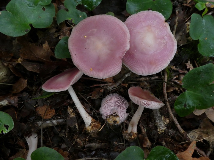 Mycena rosea