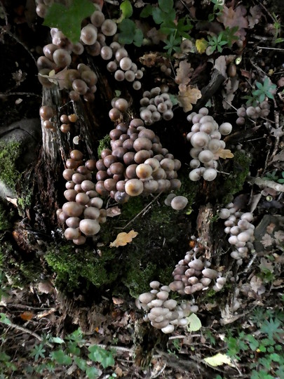 Mycena inclinata