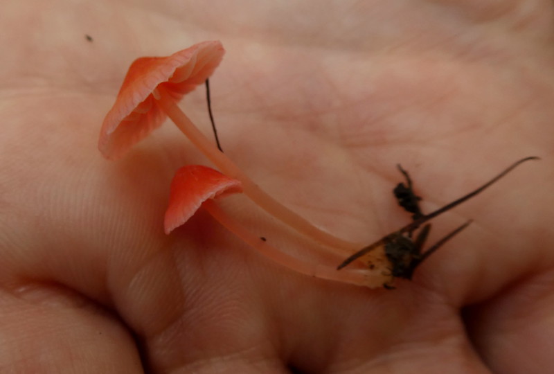 Mycena adonis