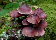 Mycena haematopus