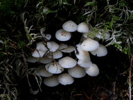 Mycena laevigata