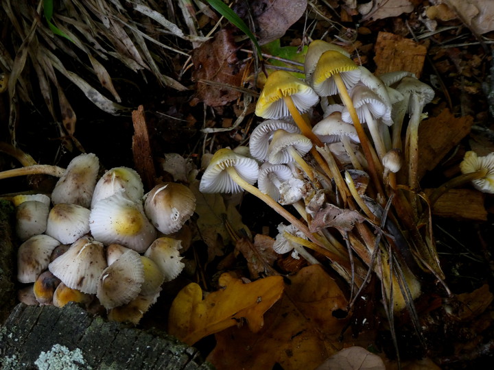 Mycena inclinata