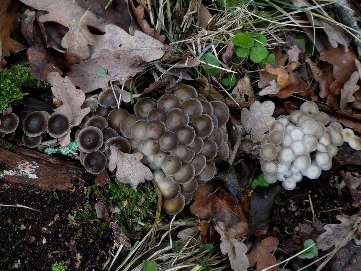 Mycena tintinnabulum