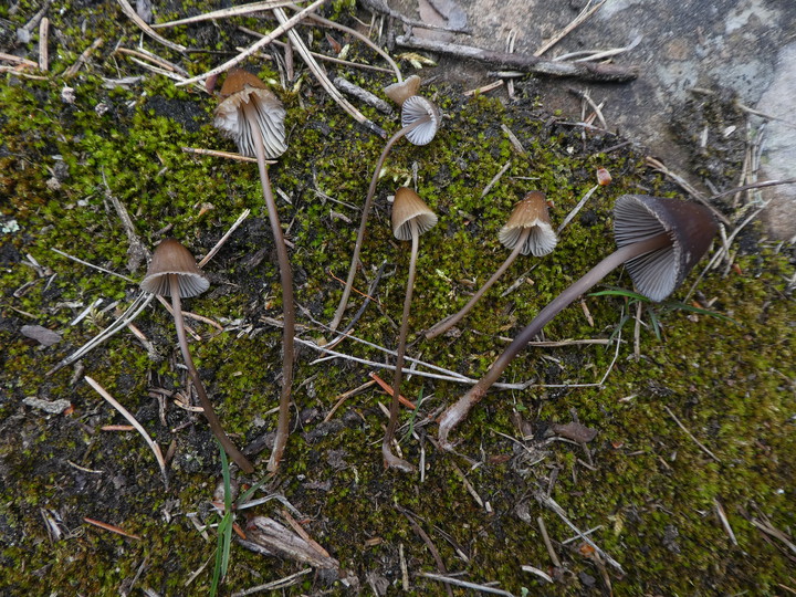 Mycena silvae-nigrae