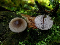 Mycena rubromarginata