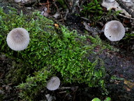 Mycena rubromarginata