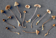 Mycena aurantiomarginata