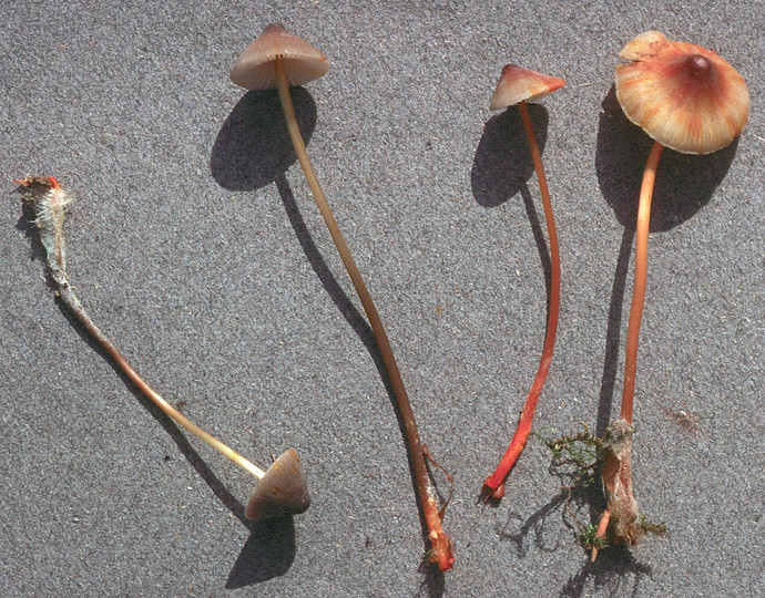 Mycena crocata