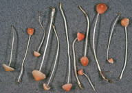 Mycena floridula