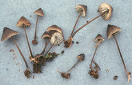 Mycena galopus