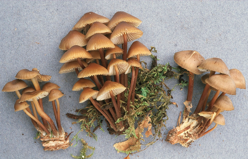 Mycena inclinata