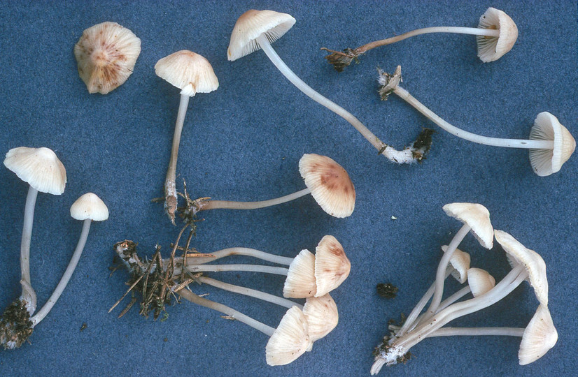 Mycena laevigata