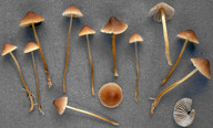 Mycena olivaceomarginata