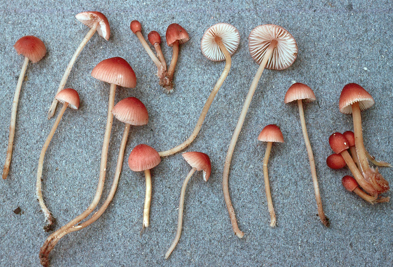 Mycena renati