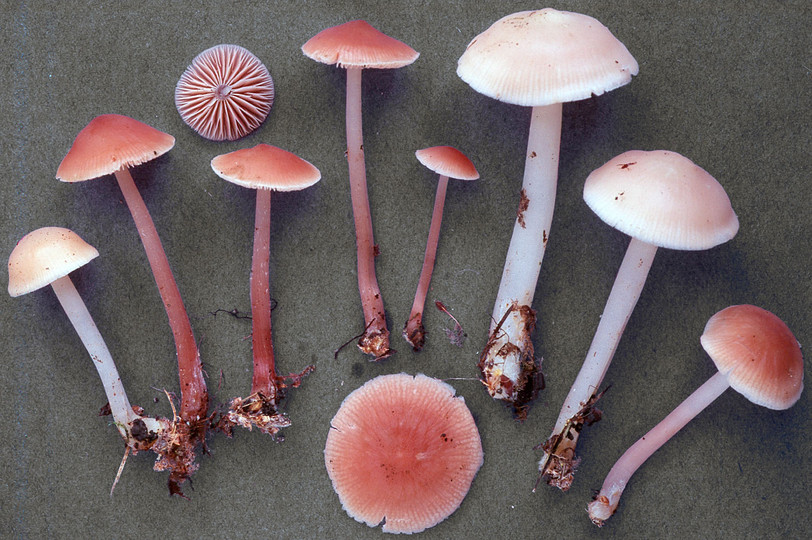 Mycena rosea