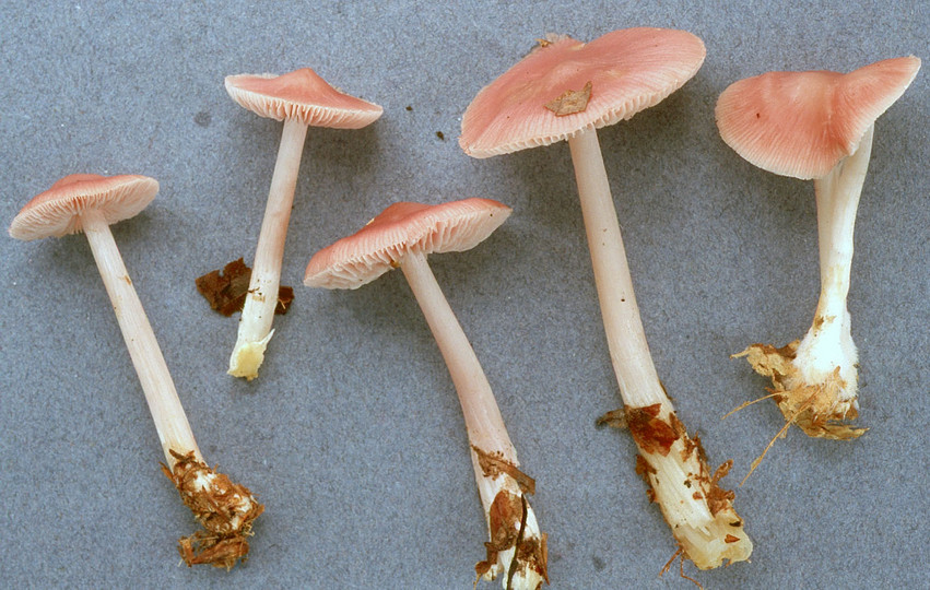 Mycena rosea