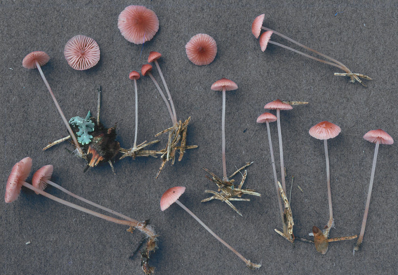 Mycena rosella