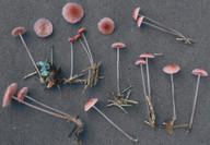 Mycena rosella