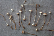 Mycena vulgaris