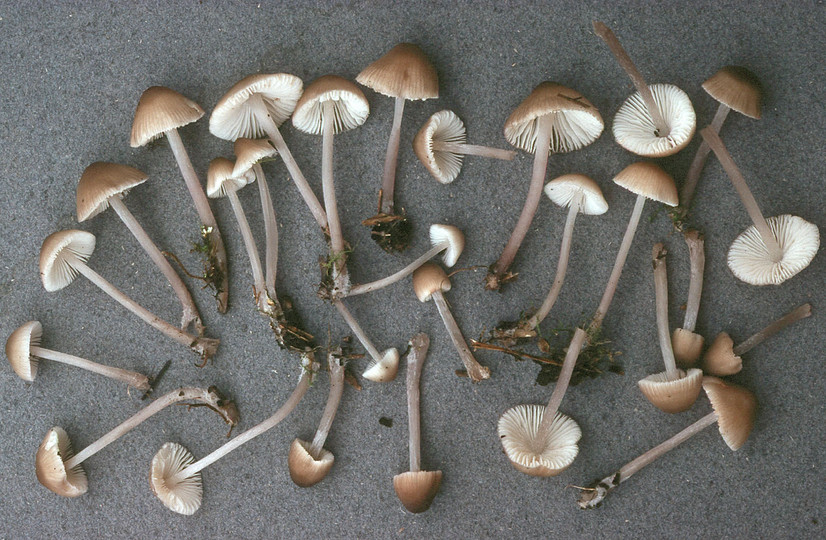 Mycena zephirus