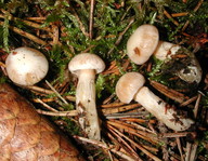 Cortinarius eburneus