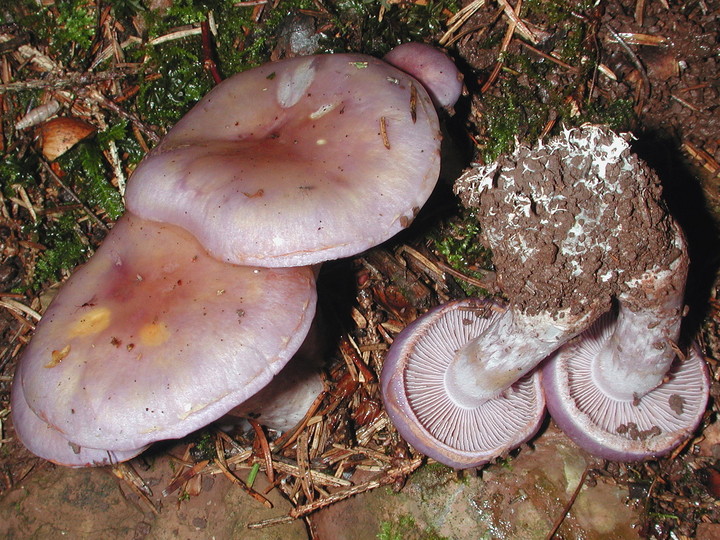 Cortinarius salor