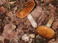 Cortinarius trivialis