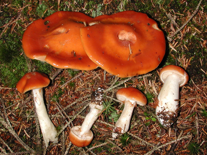 Cortinarius vibratilis