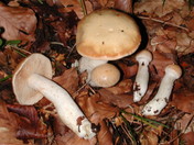 Cortinarius causticus