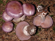 Cortinarius salor