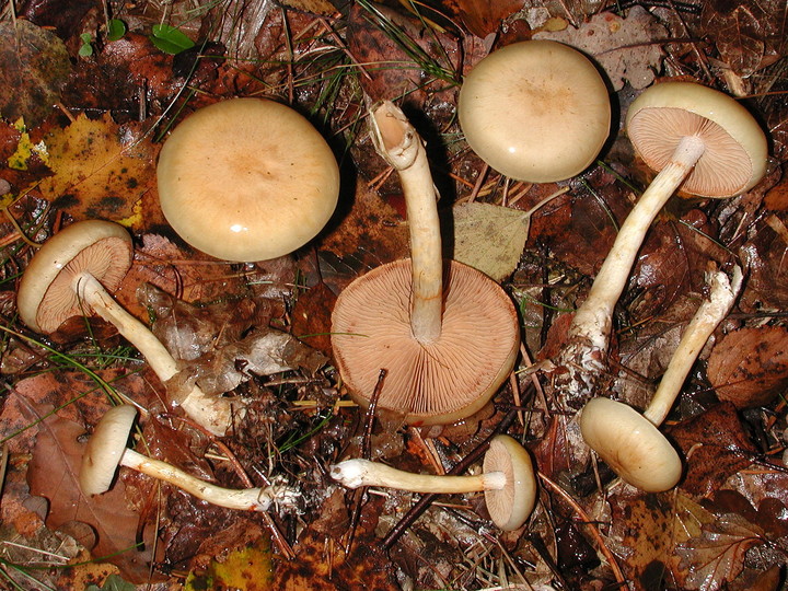 Cortinarius delibutus