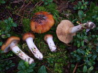 Cortinarius mucosus