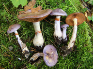 Cortinarius salor