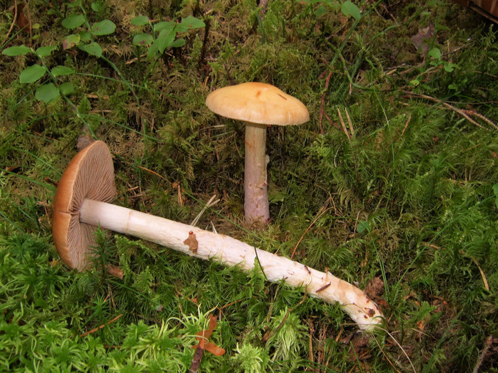 Cortinarius stillatitius