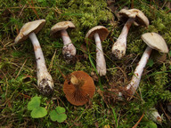 Cortinarius emunctus