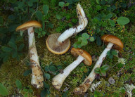 Cortinarius septentrionalis