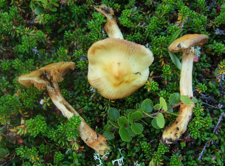 Cortinarius absarokensis