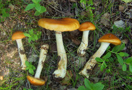 Cortinarius septentrionalis