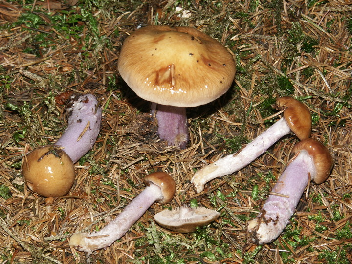 Cortinarius stillatitius