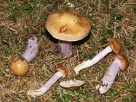 Cortinarius stillatitius