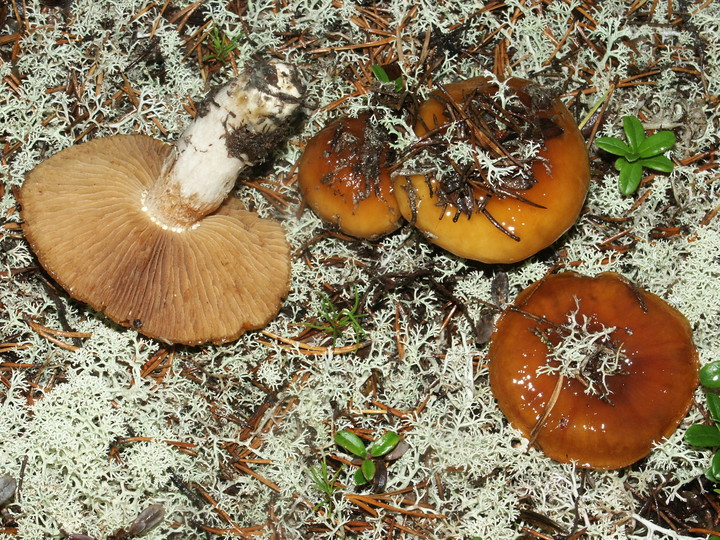 Cortinarius mucosus