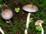 Cortinarius betulinus