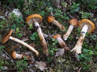 Cortinarius septentrionalis