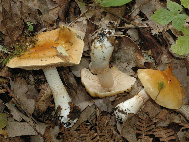 Cortinarius emollitus?