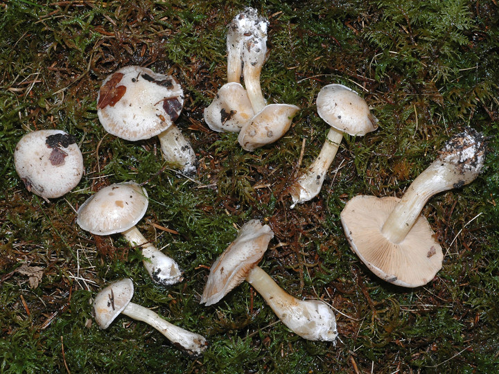 Cortinarius causticus